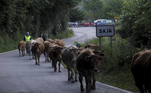 La campaña de saneamiento ganadero se reanudará de forma parcial