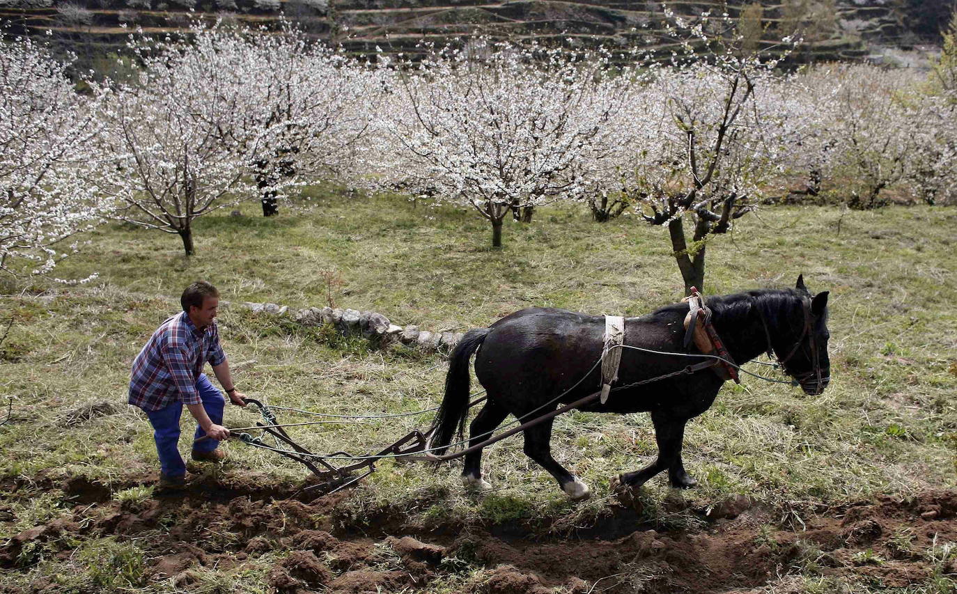 La floración de los cerezos del Jerte siempre ha sido un espectáculo para la vista