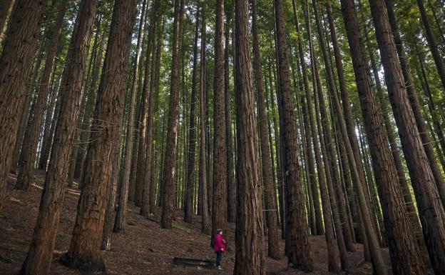 La voz de los bosques sonará este año con mayor rotundidad