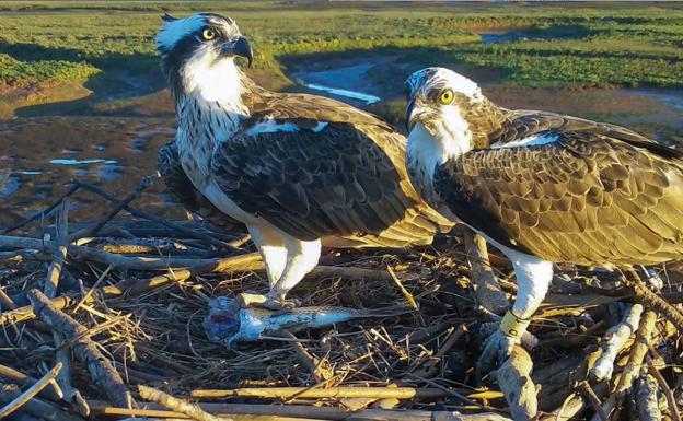 Una oportunidad para 'Txuriko' y 'Vanda'