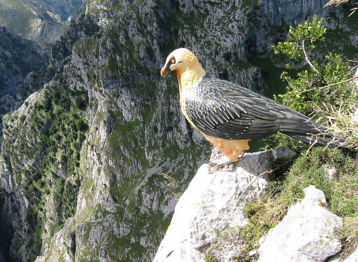 Nacen en cautividad en Aragón 5 quebrantahuesos que vendrán a Picos de Europa