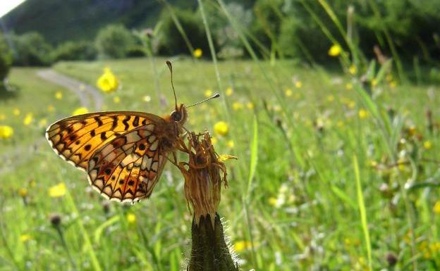 La extensión del matorral amenaza a las mariposas de los Picos de Europa