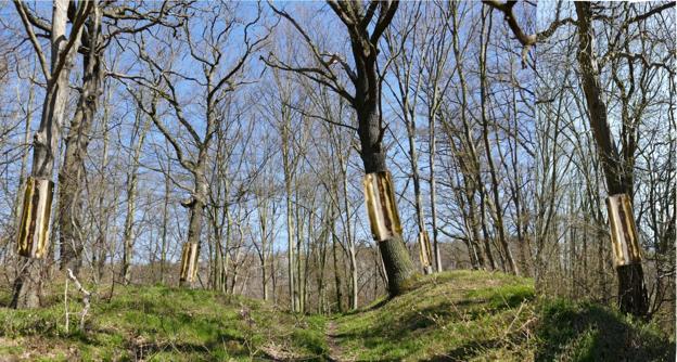 José Cobo gana un premio internacional de intervención en el paisaje en Alemania