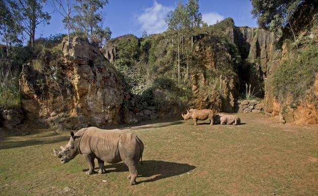 Los rinocerontes, protagonistas del segundo directo de Cabárceno