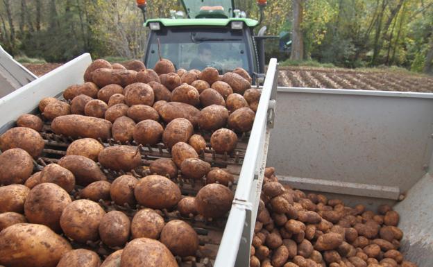 La patata: el origen de un astro gastronómico