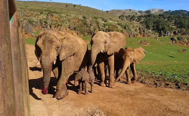 La última elefanta nacida en Cabárceno se llamará Maruca