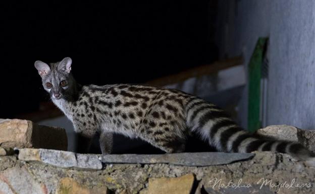 Entre las sombras de la noche cántabra se encuentra la jineta