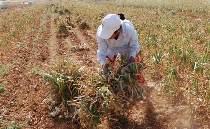 Peligra la campaña del ajo por la falta de mano de obra