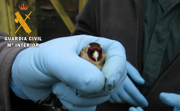 Investigado un hombre que capturaba aves en Cabezón de la Sal con una red prohibida