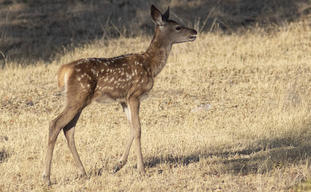 Nacen los primeros cervatillos en los montes de Cantabria