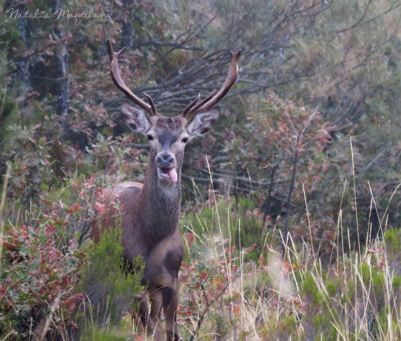 Fotos: Las ciervas ya pasean con sus gabatos | El Diario Montañés