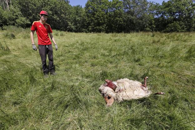 «Las ovejas tenían los colmillos del lobo clavados hasta los huesos»