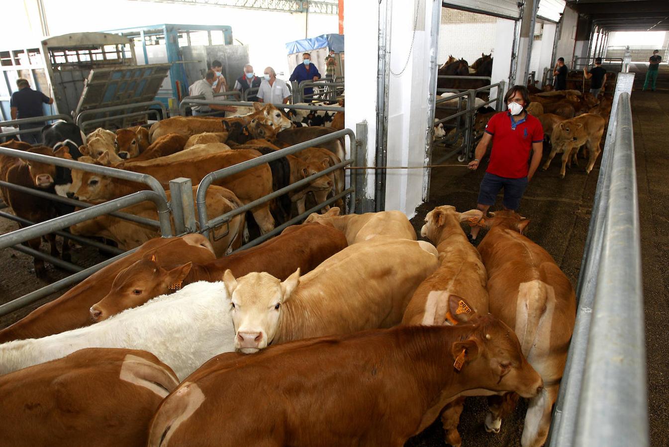 El Mercado Nacional de Ganados de Torrelavega retoma la actividad