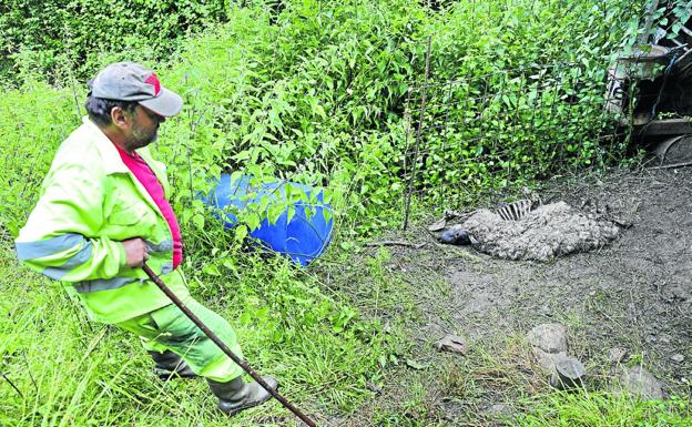 Nuevo ataque de los lobos al ganado en Peñarrubia