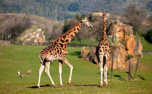 El Parque de Cabárceno celebra su 30º aniversario el próximo miércoles