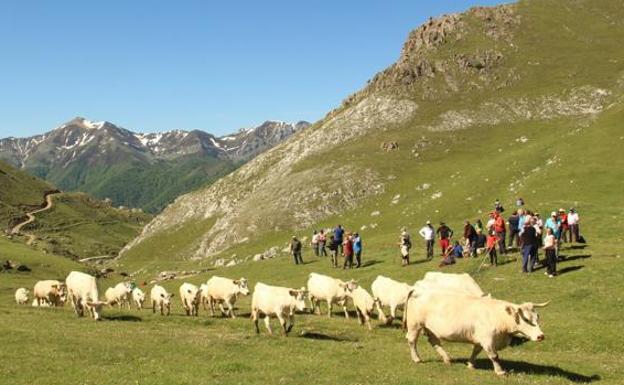 Administrado un tratamiento para combatir las malformaciones de los terneros 'chánganos' de Liébana