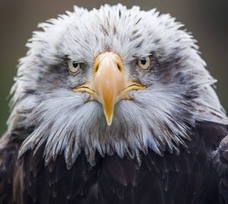 Cabárceno, historia de tres décadas