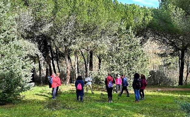 'Baños de bosque' para relajar la mente