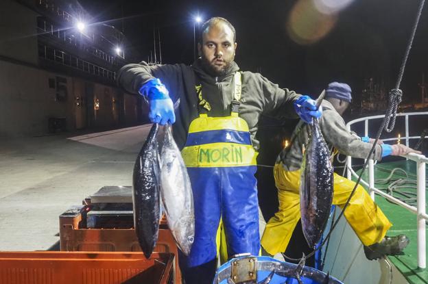 Los primeros bonitos de Cantabria se pagan a 7,40 el kilo