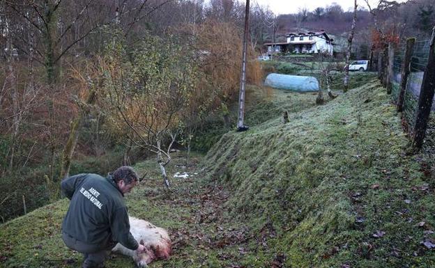 Los lobos atacan de nuevo en Roiz y matan dos ovejas y un cordero