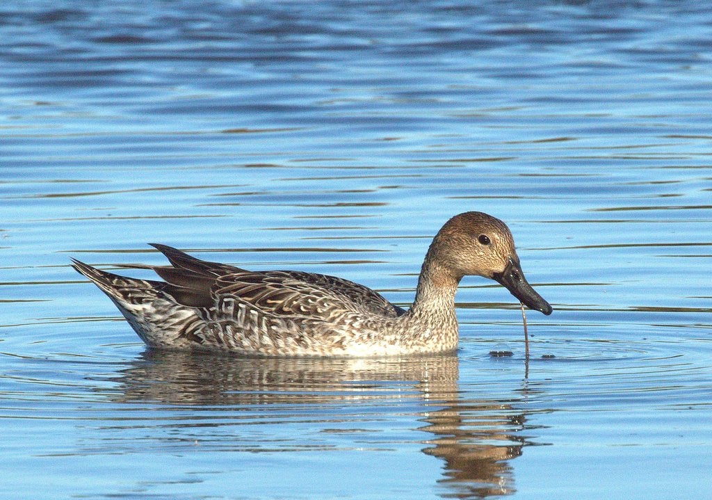 Aves en la contaminada Ría de San Martín de la Arena entre Suances y Miengo
