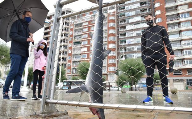 Un marrajo colgado de una barandilla sorprende en Santander