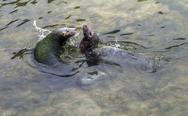 Podemos denuncia ante la Fiscalía el «lamentable» estado de animales del minizoo de La Magdalena