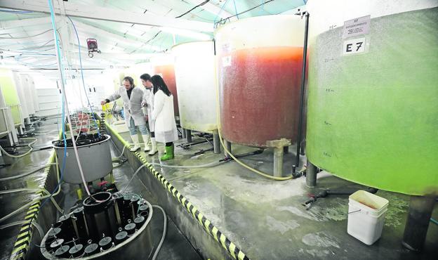 El juez examina la gestión de Sonrionansa en busca de administración desleal y fraude