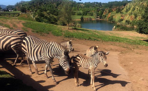 Cabárceno aumenta la familia de cebras comunes con el nacimiento de un nuevo ejemplar