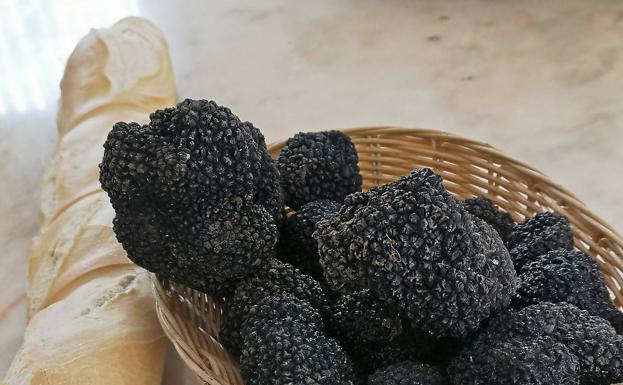El hallazgo de trufas en Cantabria, una oportunidad para el mundo rural