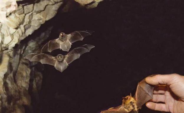 Cantabria tiene 1,8 millones de murciélagos amenazados por la pérdida biodiversidad