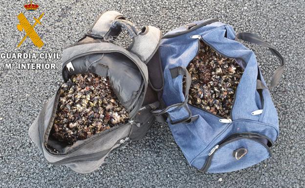 La Guardia Civil de Cantabria incauta 40 kilos de percebes en Ubiarco y Bárcena de Cicero