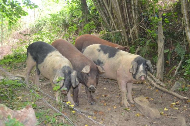 Cerdo celta, una raza cuya carne tiene un gran mercado