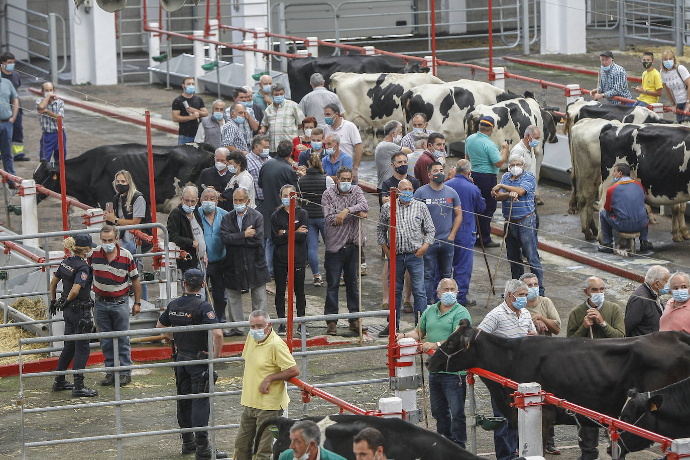 Los Reyes pasean entre vacas en Torrelavega