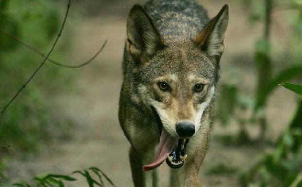 El Gobierno de Cantabria autoriza abatir 34 lobos en los próximos 12 meses