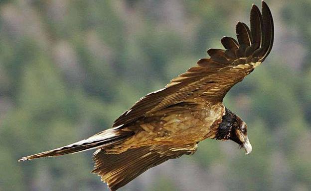 El primer quebrantahuesos nacido en los Picos de Europa en 75 años ya vuela