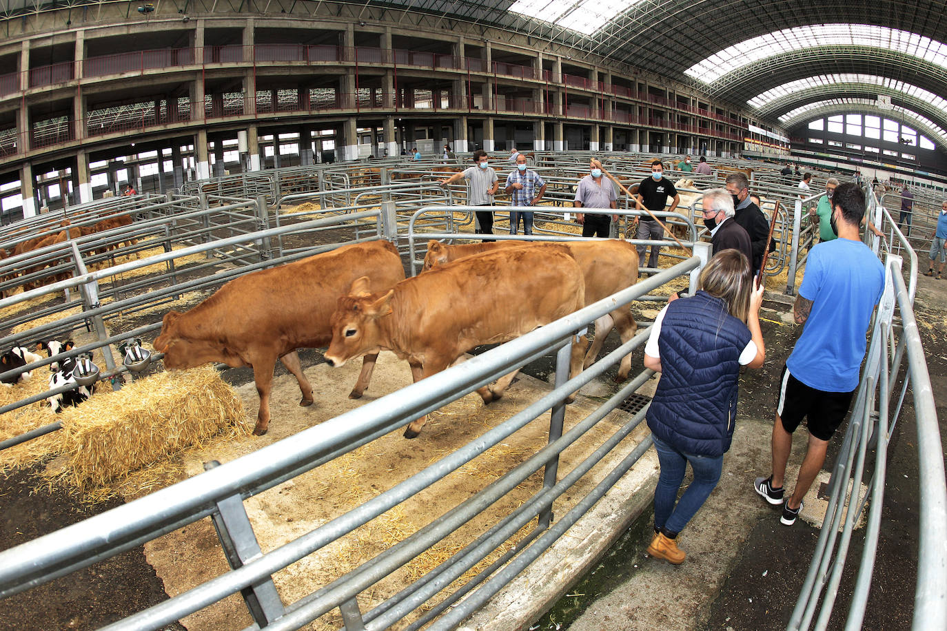 Torrelavega recupera la feria ganadera con el deseo de no volver a cerrar por el Covid