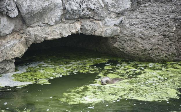 Artistas internacionales apoyan en sus redes el cierre del minizoo de La Magdalena