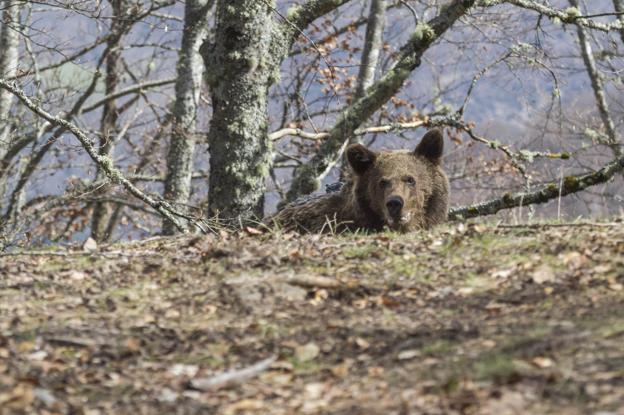 Cantabria participa en el primer censo genético del oso pardo en España