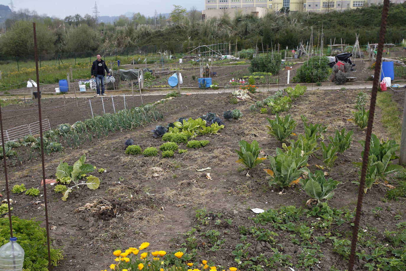 Torrelavega abre la convocatoria para adjudicar 16 huertos urbanos