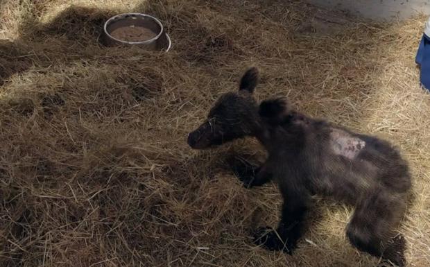 Trasladan a Cantabria a la osezna recogida hace unos días en Somiedo