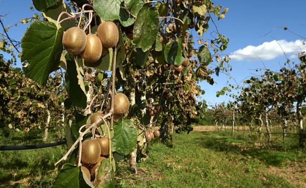 El kiwi, un aliado en la prevención del cáncer y su progresión