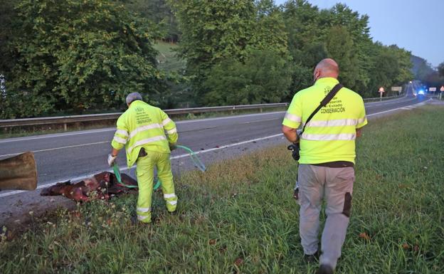 Un potro irrumpe en la carretera de Cabezón de la Sal y es arrollado por un furgón y un turismo