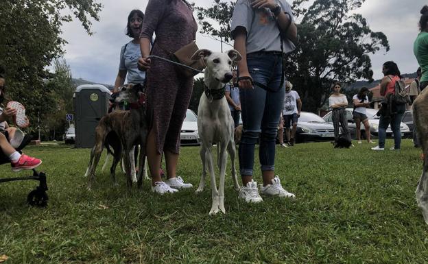 La campa de La Cantábrica de Astillero será el escenario de un encuentro de perros y gatos