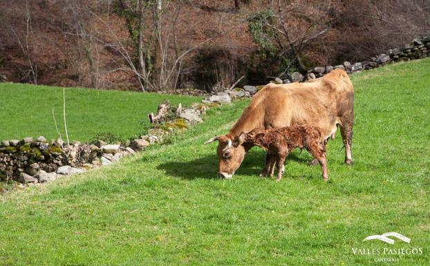 Valles pasiegos, territorio de ganaderos y excelentes productos lácteos