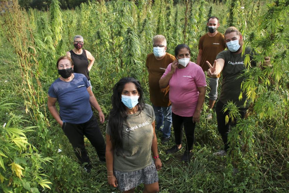 La otra cara del cannabis, un cultivo legal