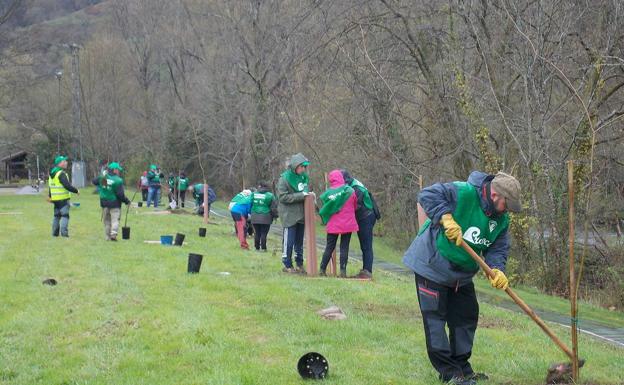 Ramales y Bosques de Cantabria colaboran para plantar árboles contra el cambio climático