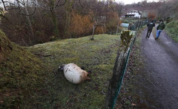 La Fiscalía abre diligencias contra el Gobierno cántabro por el 'cupo del lobo'