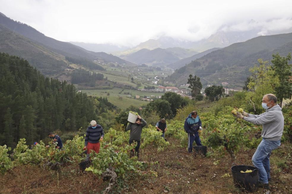 Tiempo de vendimia en Liébana