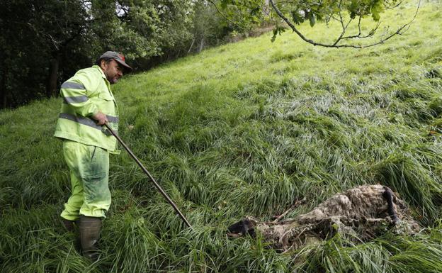 Blanco ve difícil ejecutar este año las ayudas ambientales del plan del lobo